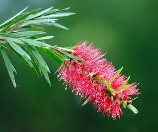 bottlebrush in bloom with raindrops