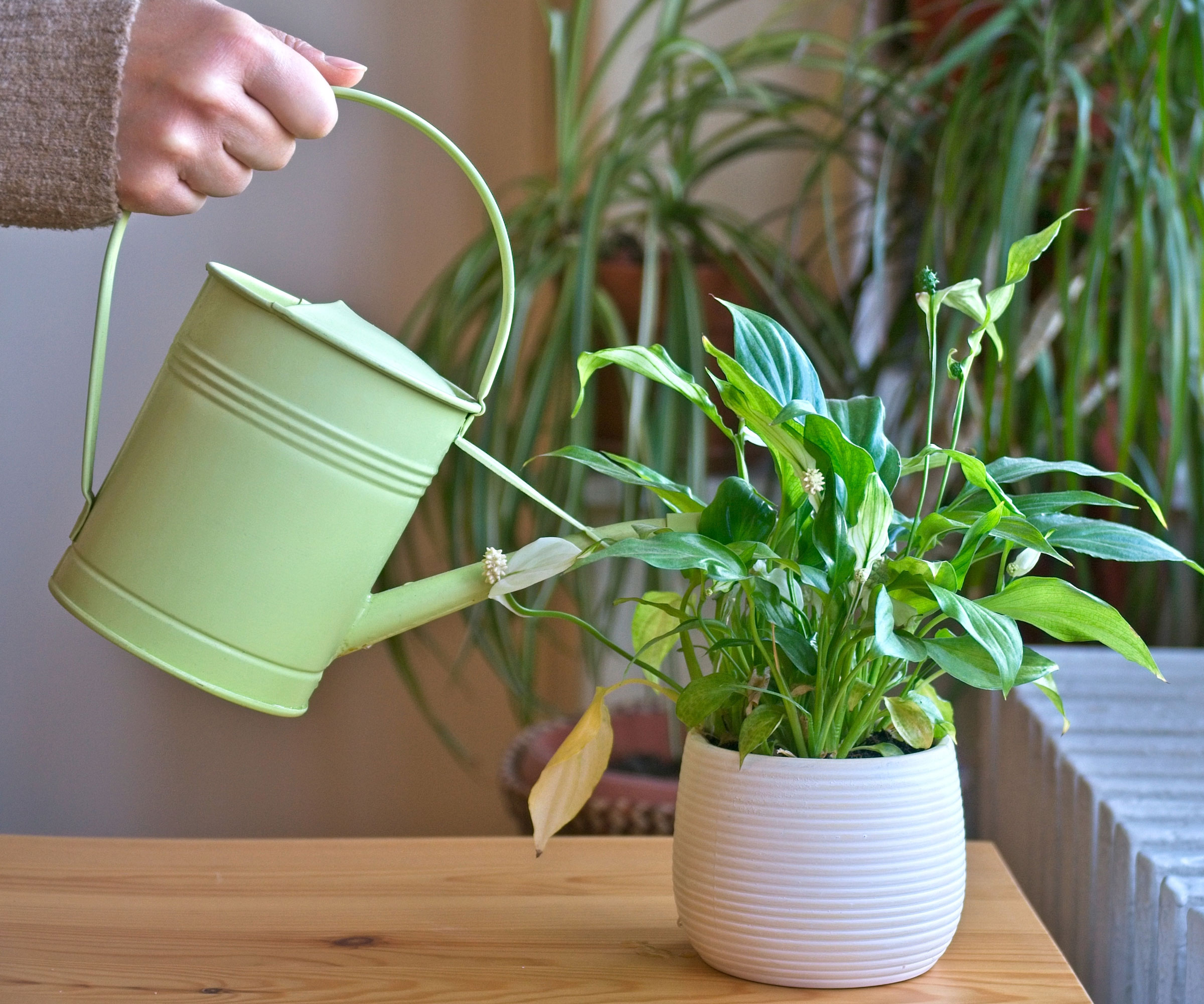 peace lily plant in white pot being watered with green watering can