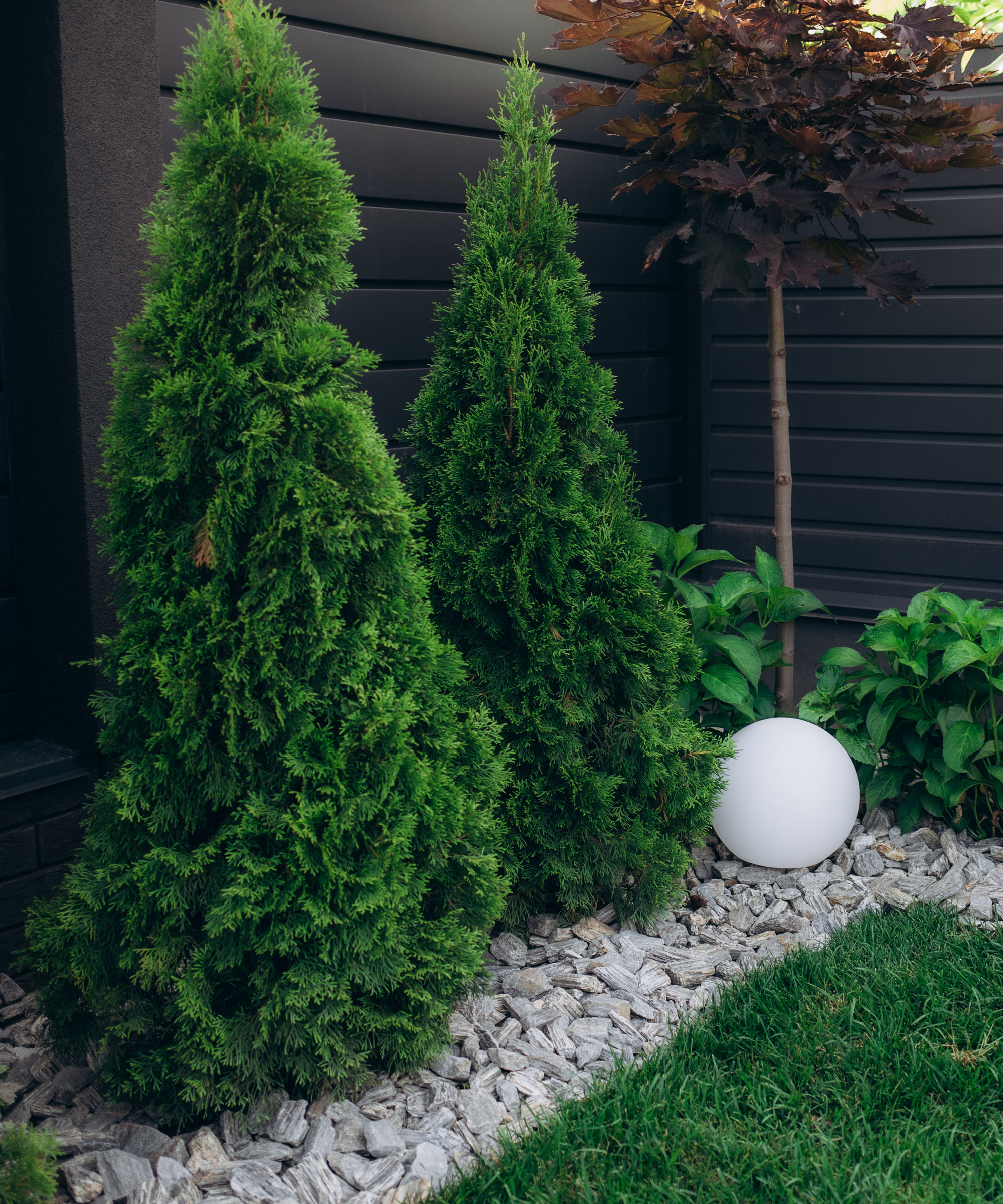 Emerald Green American arborvitae trees in garden with black fence, garden light and pebble landscaping