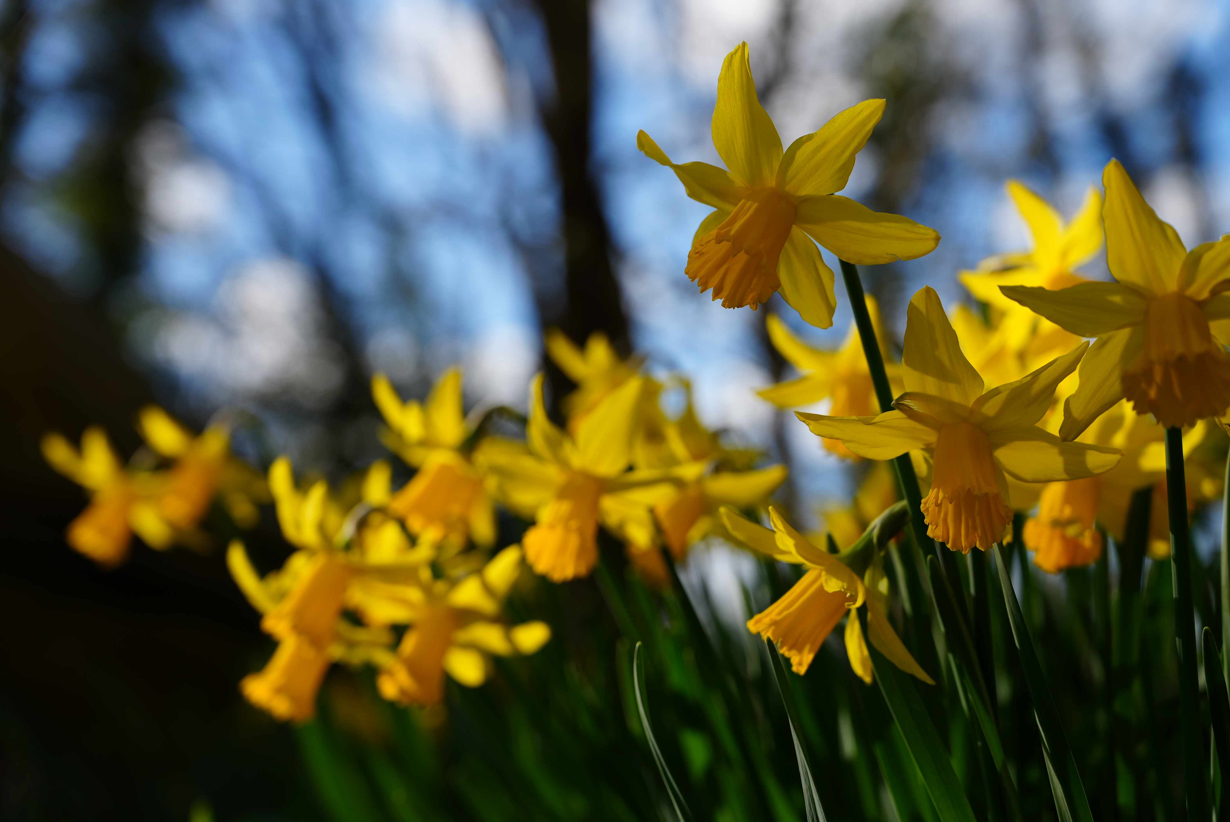 A row of yellow daffodils