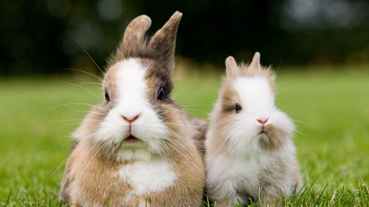 32 facts about rabbits that might surprise you | PetsRadar