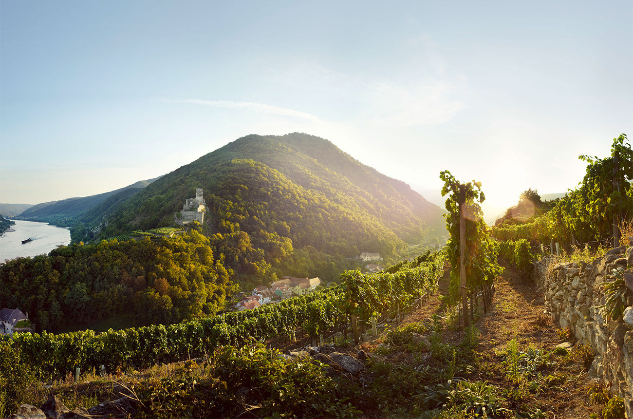 Austrian Wine The Niner