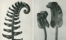 Michael Hoppen Gallery debuts an online collection of works by Karl Blossfeldt