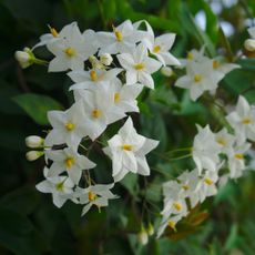 Flowering potato vine