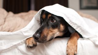 Puppy hiding under sheet