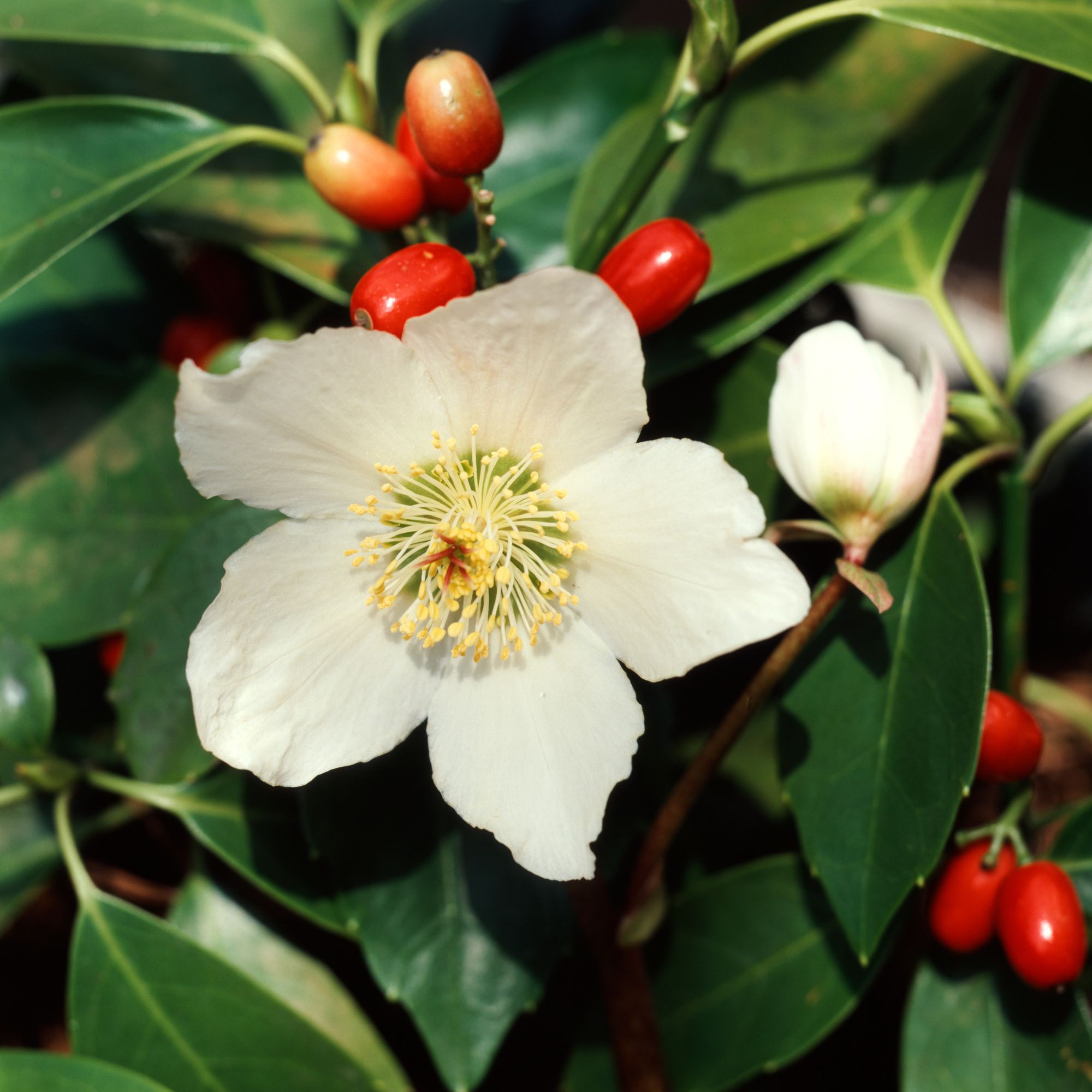 Christmas rose with berries