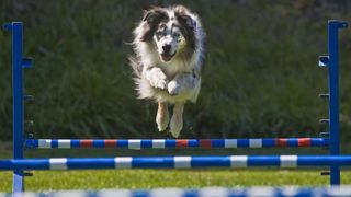 Dog jumping jump in agility course