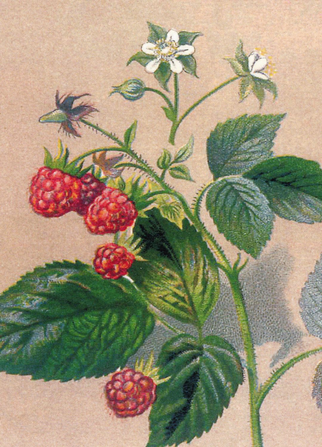 Raspberry