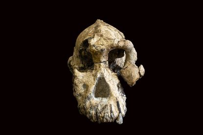 an image of a nearly complete australopithecus skull