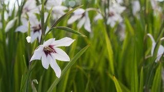 Abyssinian gladiolus in garden border