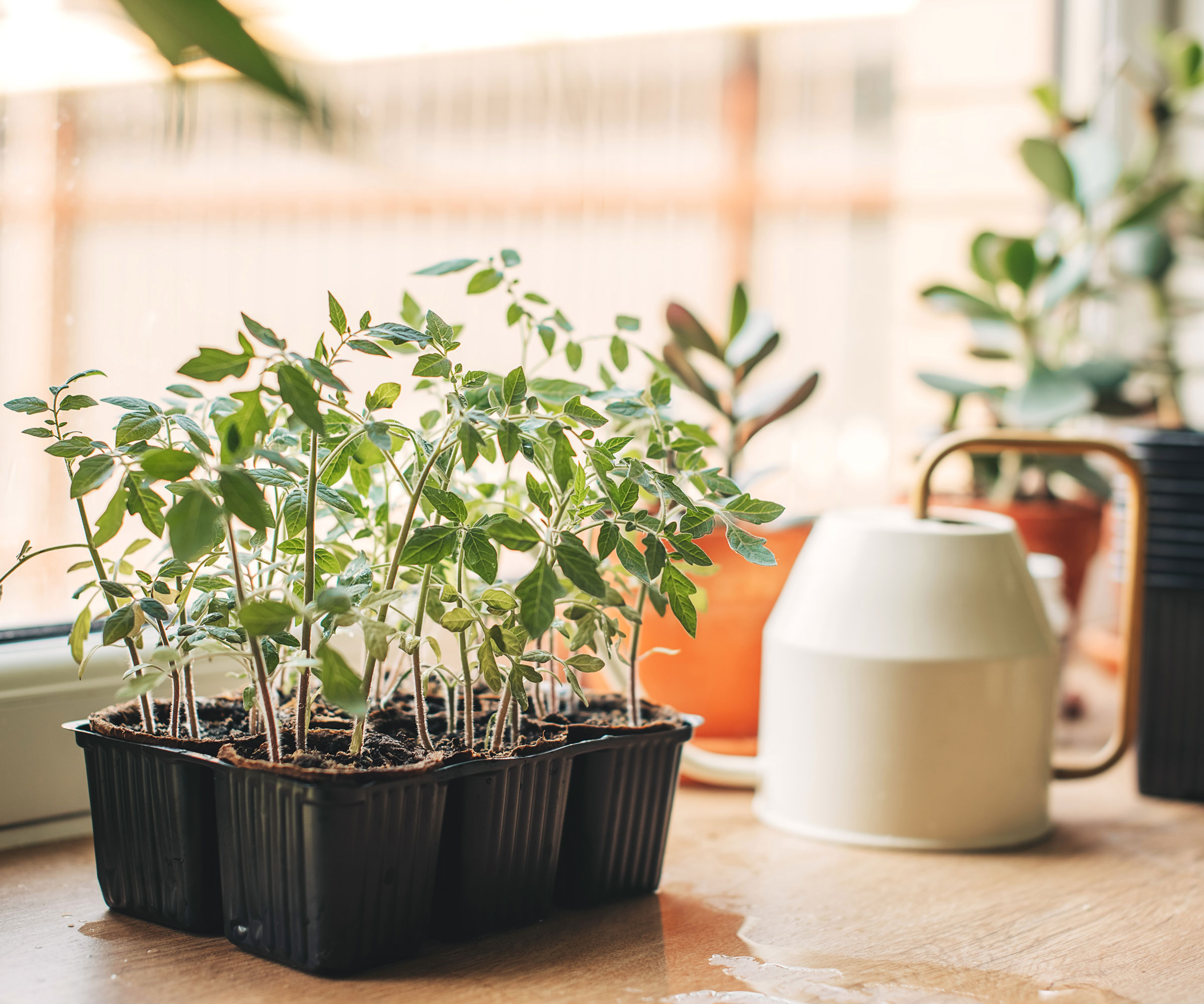 tomato seedlings near window with white watering can