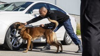 sniffer dog working on car with handler