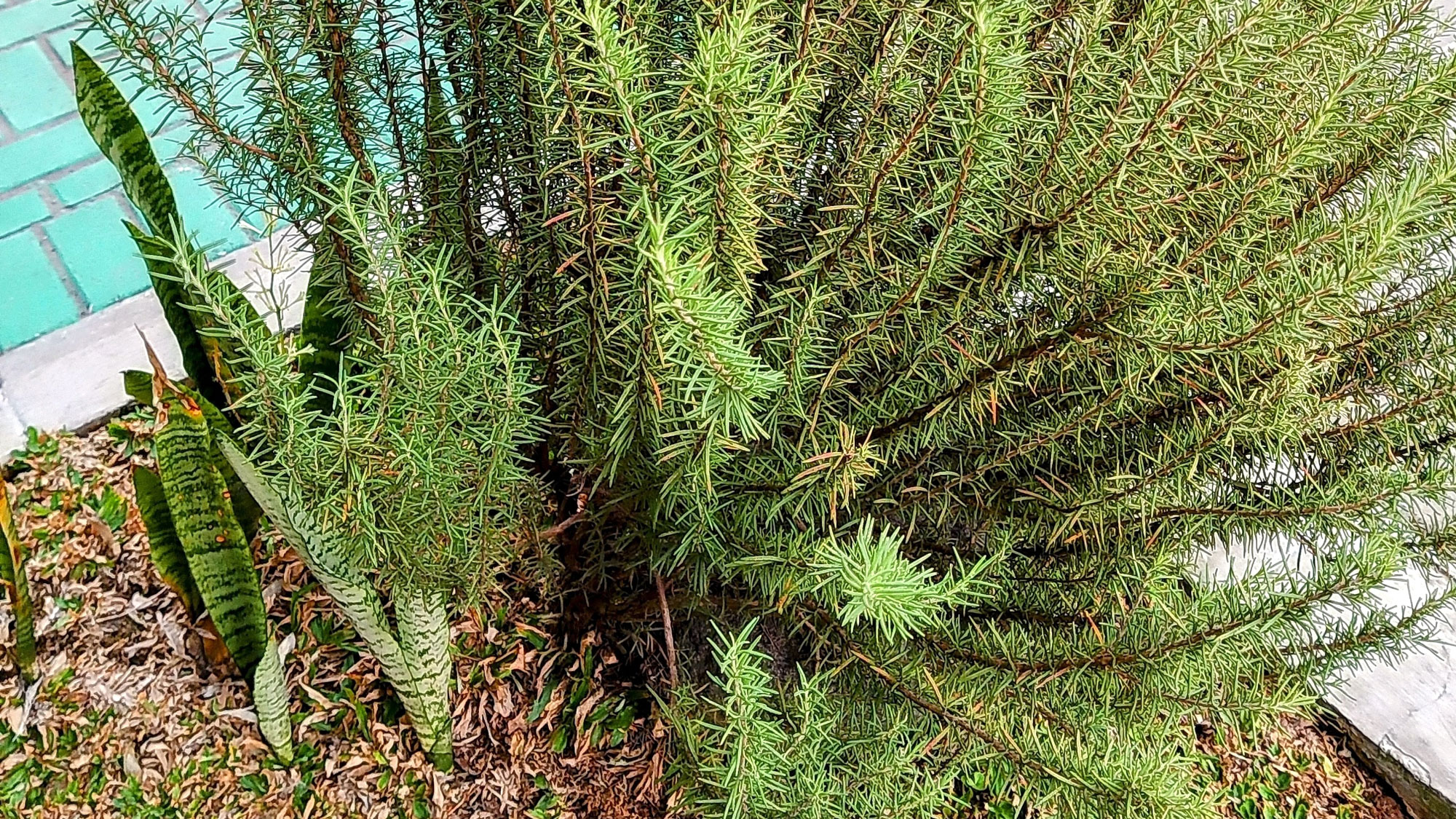 twiggy rosemary in raised garden bed