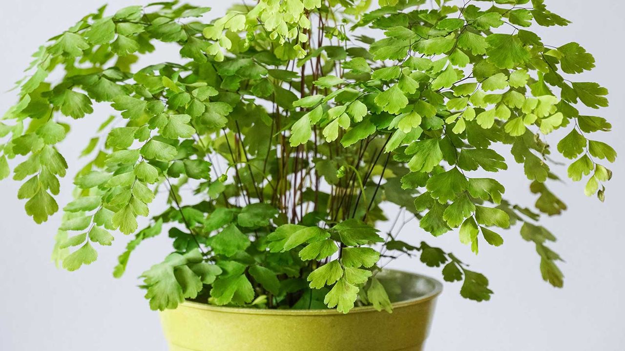 maidenhair fern in yellow pot