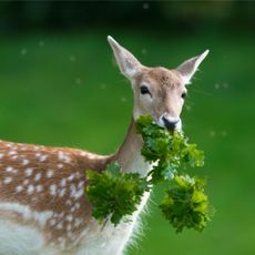 Deer eating plants from garden