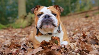 Medium dog breeds: English Bulldog lying down outside in autumn leaves