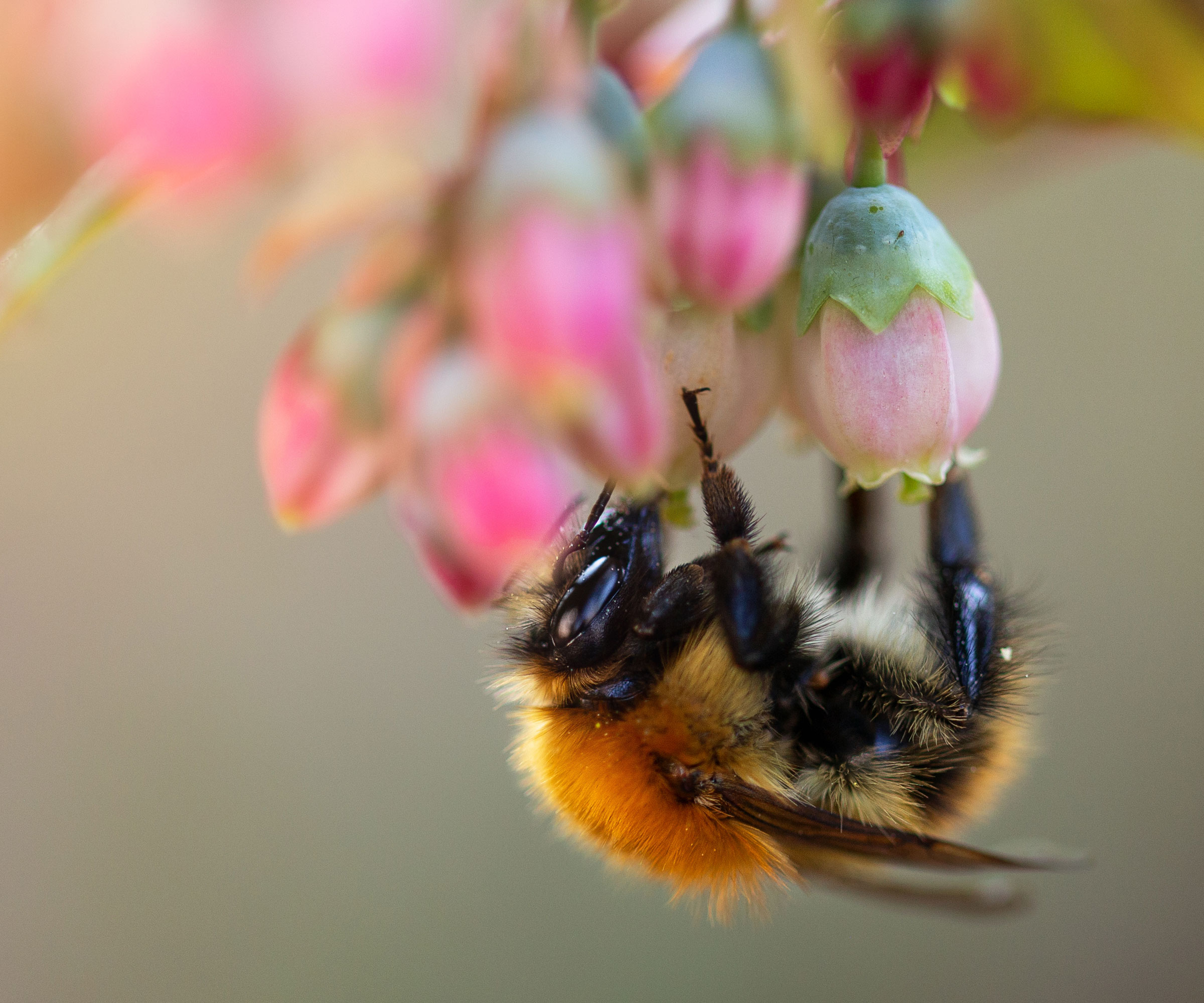 bumblebee collecting pollen from pink blueberry flowers