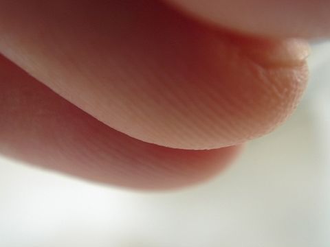 Purpose of Fingerprints Is Questioned Live Science