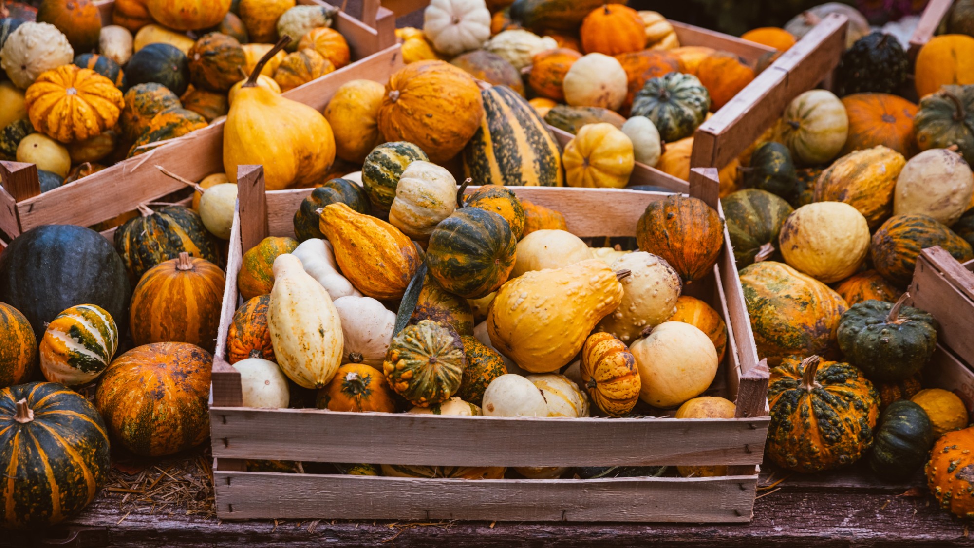 Pumpkin