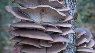 Edible and delicious wild oyster mushroom found in Mt. Tremblant National Park, Canada