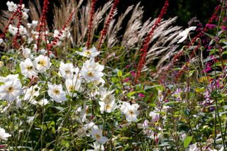 grasses and flowers in a garden border