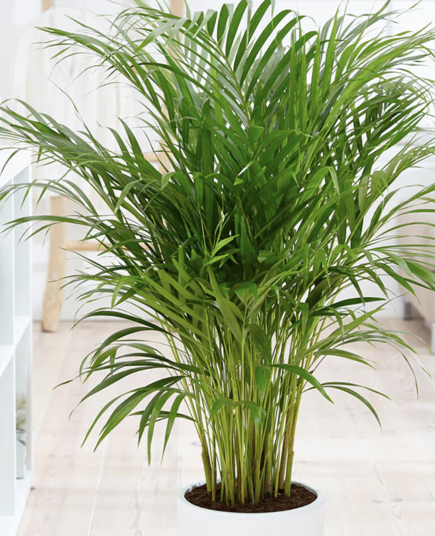 Low Maintenance Indoor Trees