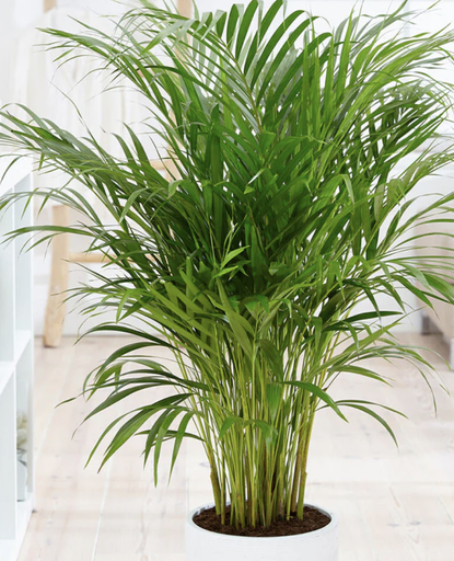 These low maintenance indoor trees mean anyone can have one | Livingetc