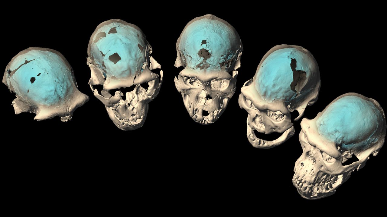 Another view of the 3D virtual images of the roughly 1.8 million-year-old Dmanisi individuals, created with computed tomography (CT) scans and virtual reconstruction.