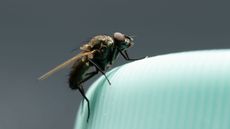 how to get rid of flying insects in your home - a fly on a green vase - GettyImages