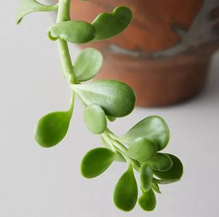 jade plant in a copper vase.