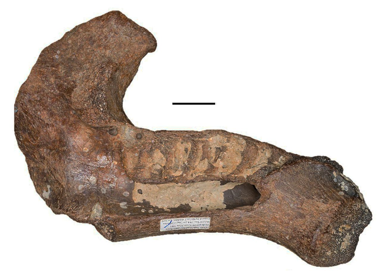 A manatee lower jaw fossil. Its S-shaped curve is a distinctive manatee trait. (Scale bar is 0.8 inches, or 2 centimeters.)