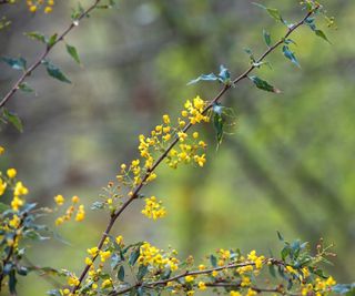 Nevin's barberry seen here with yellow flowers in a spring border