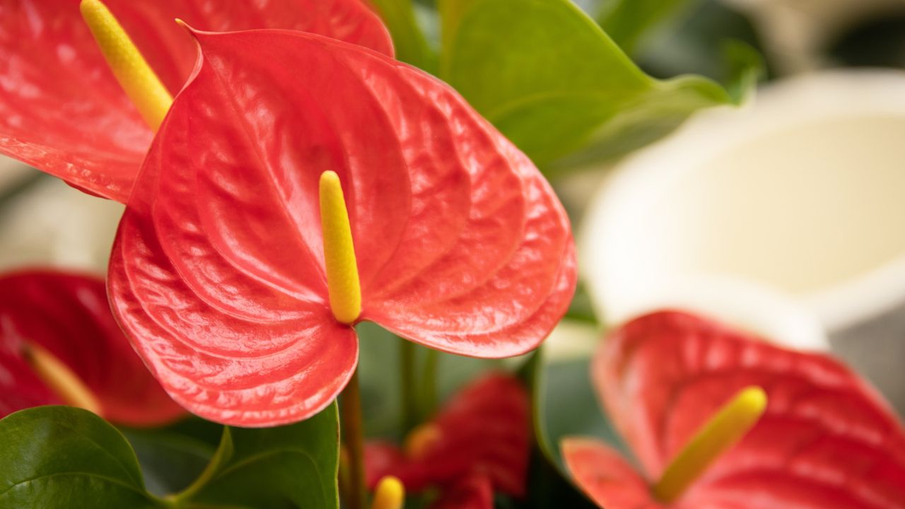 How to propagate an anthurium