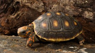 Red-footed tortoise