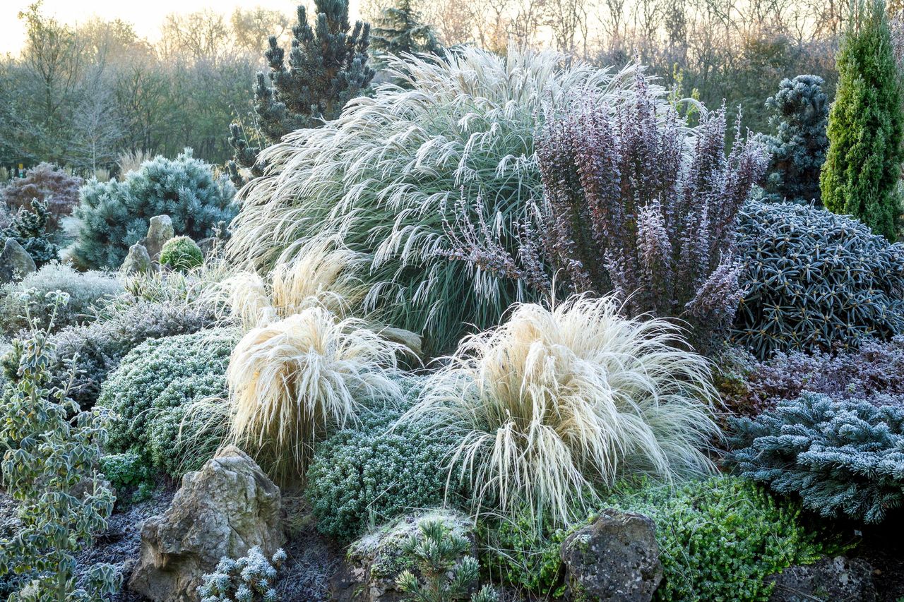 At Ashwood Nurseries in the West Midlands, John Massey has combined form and texture to make the most of the low winter light using grasses such as Stipa tenuissima and miscanthus, evergreen hebe and rhododendron.