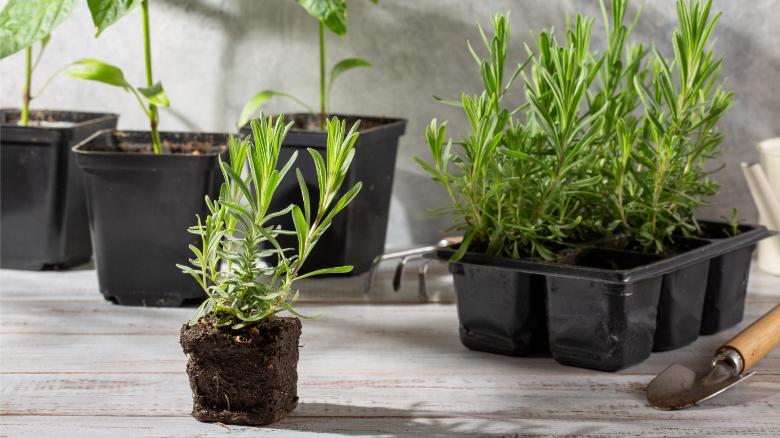 Rooted lavender cutting next to tray of propagated plants