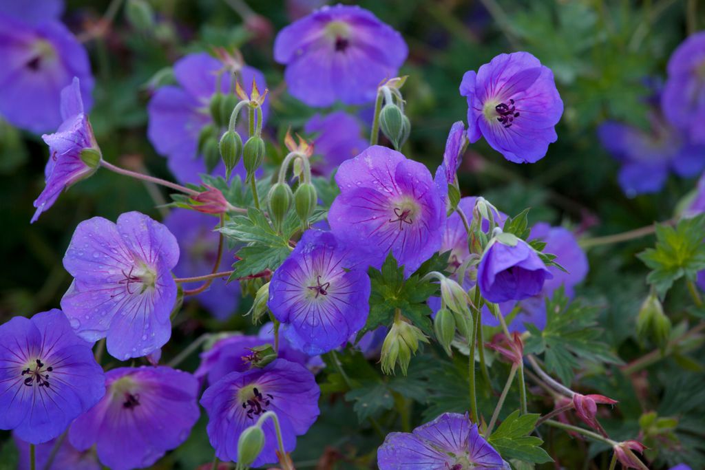 Best Cottage Garden Plants: Our Top Flowers For Romantic Borders 