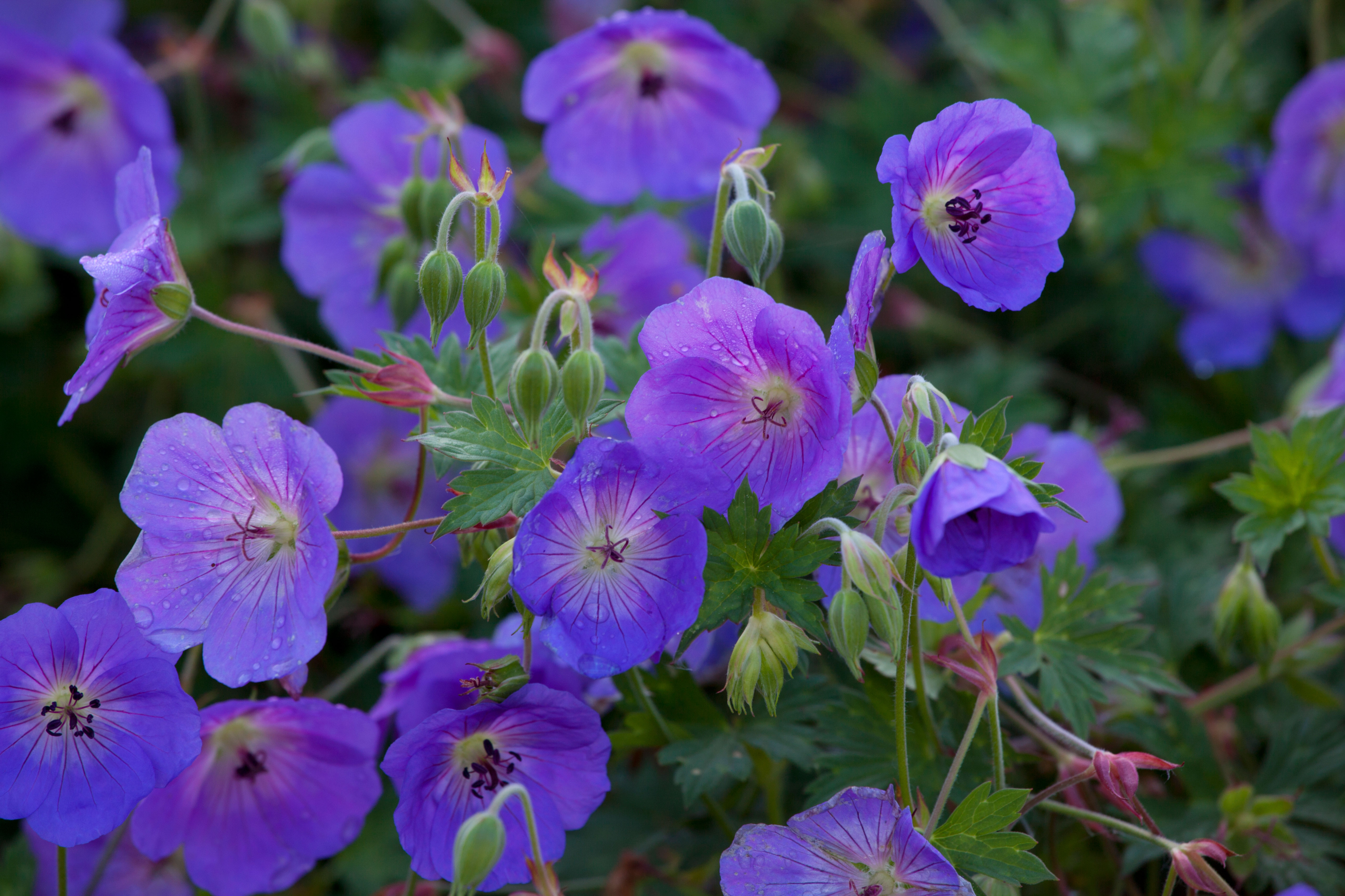 Hardy geranium