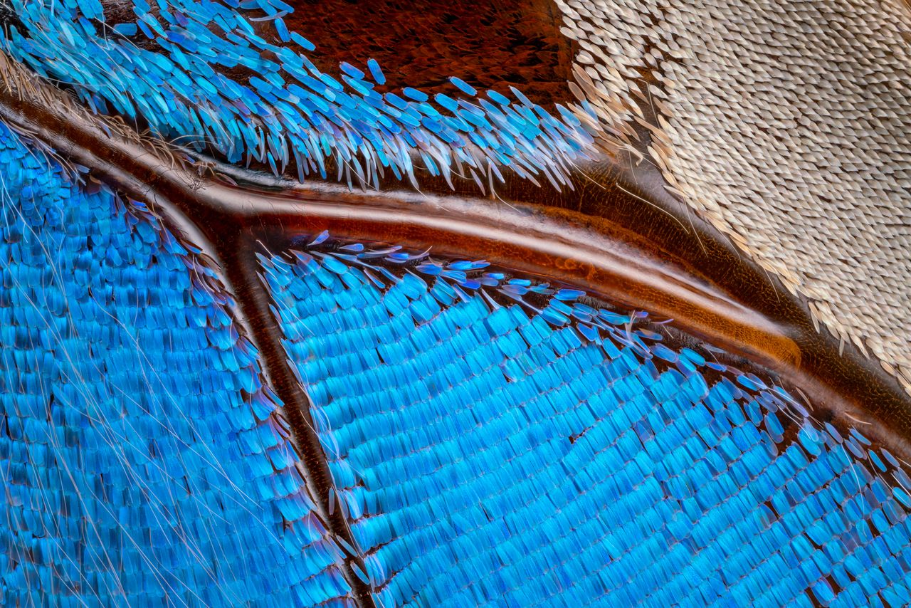 A closeup of a butterfly wing from the Laowa Asken series