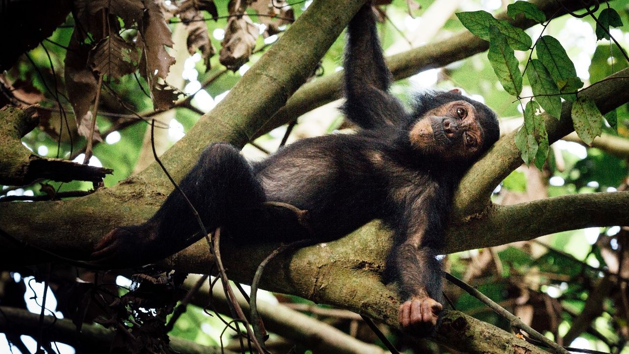 Chimpanzees at Mahale National Park, Tanzania