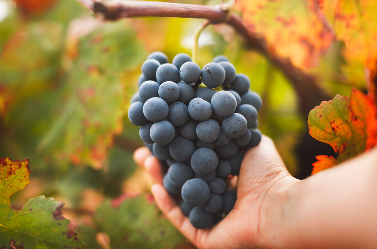 Utiel-Requena grapes