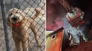 dogs and cats rescued from Connecticut fire