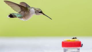 How to keep ants out of hummingbird feeders