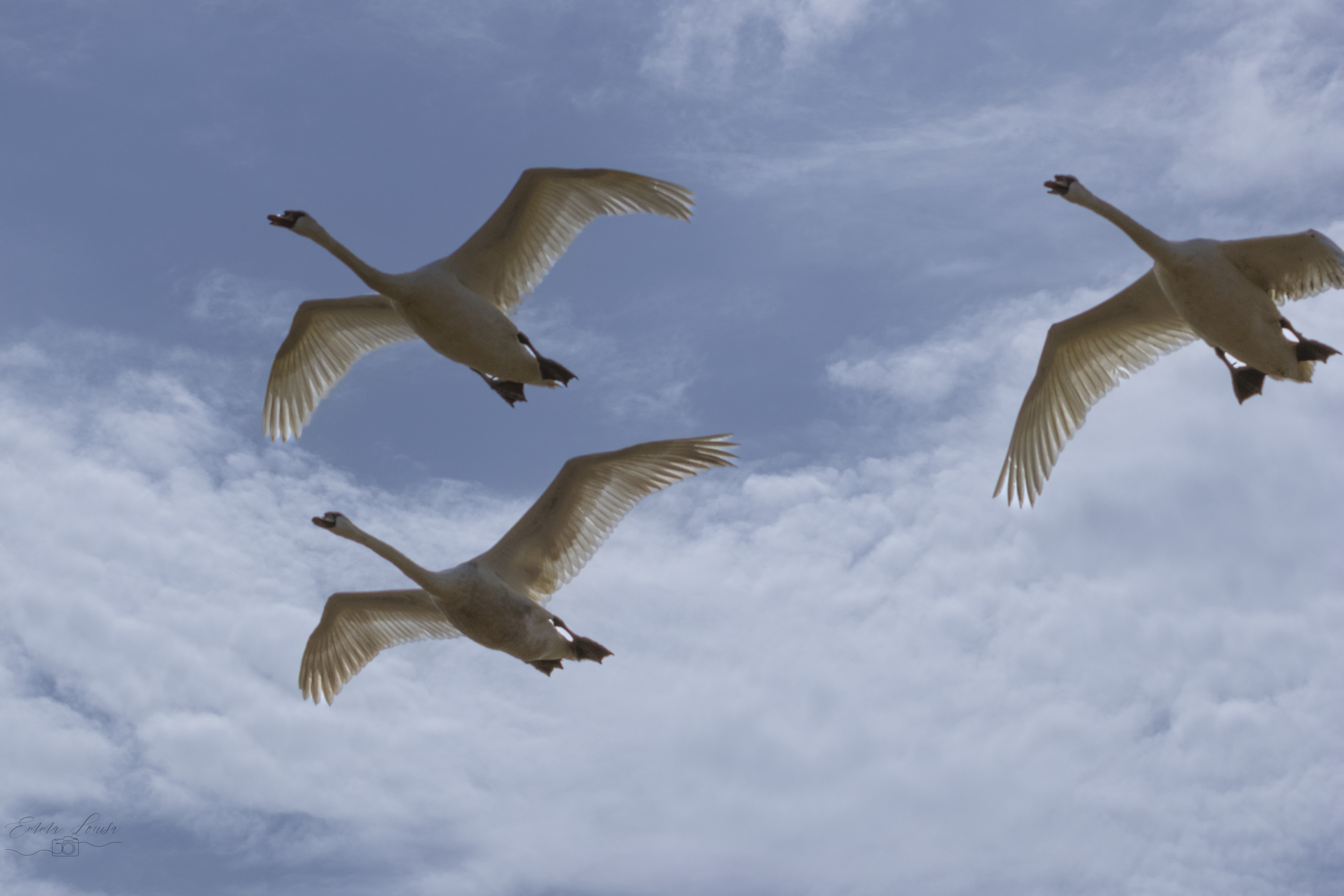 GuruShots - February 2026