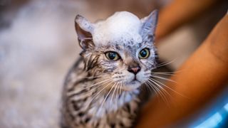 Cat having a bath with one of the best cat shampoos