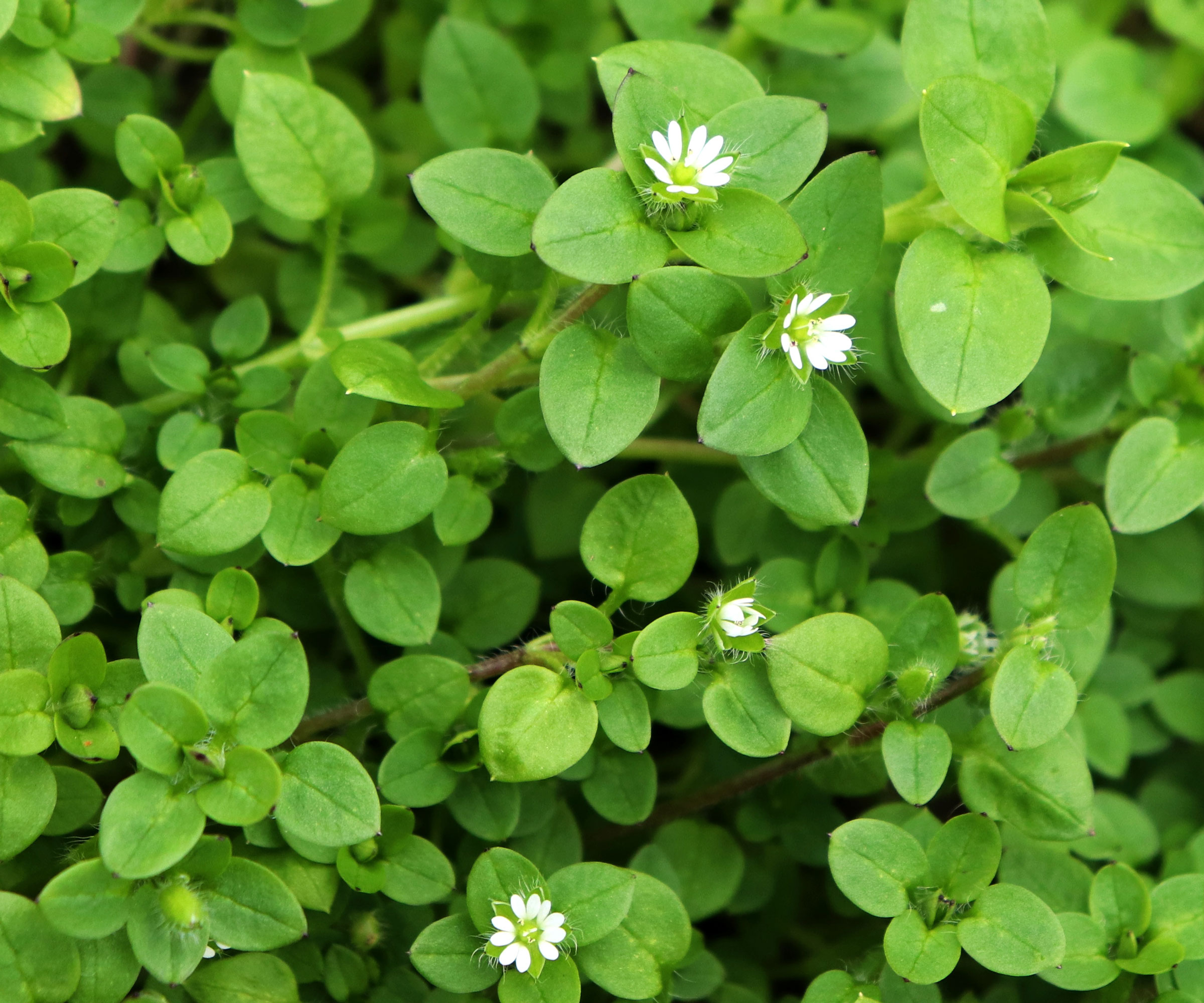 common chickweed showing white flowers
