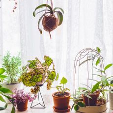 Houseplants in front of window