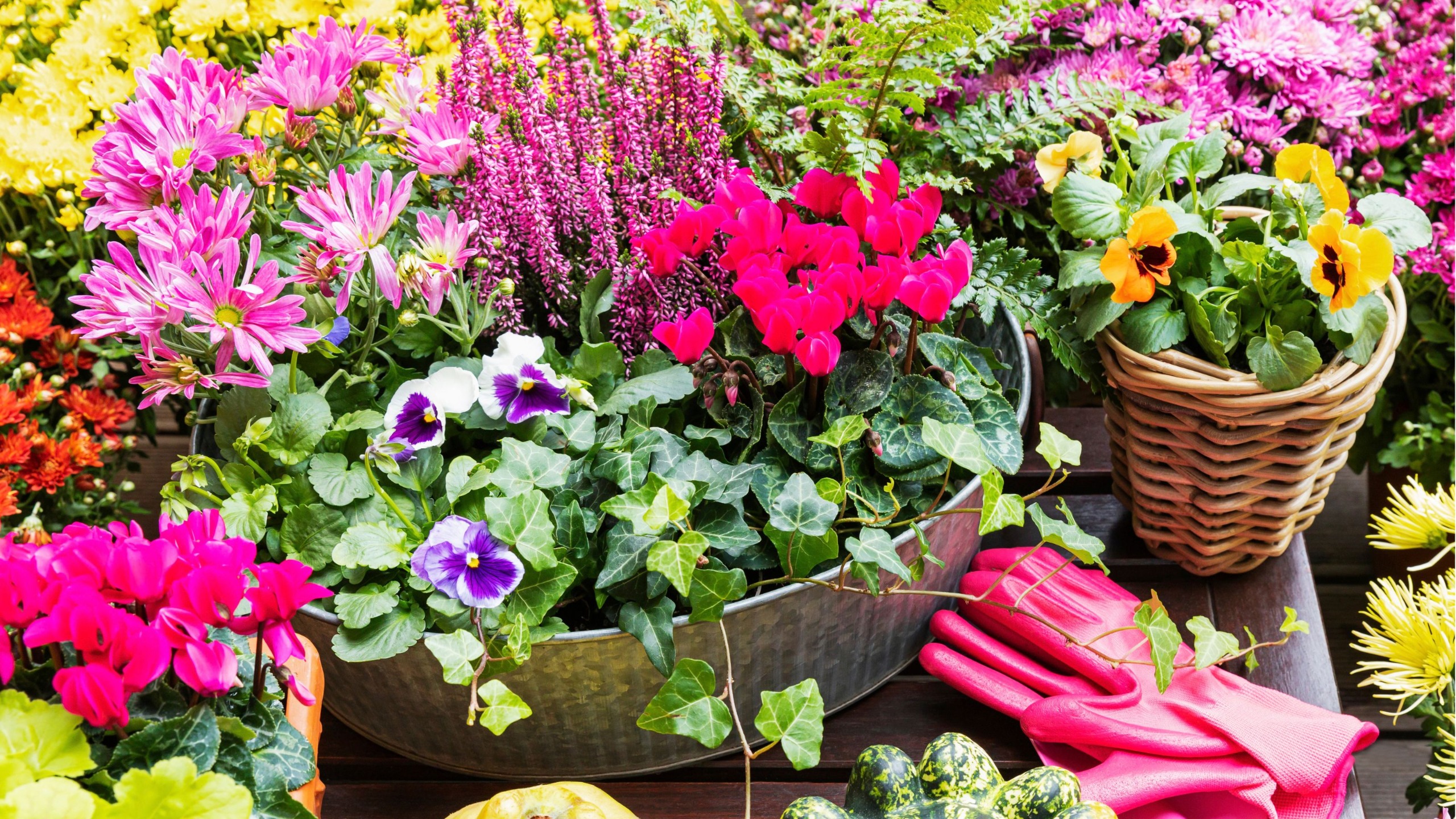 winter flowering container plants 