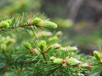 Spruce Needle Rust