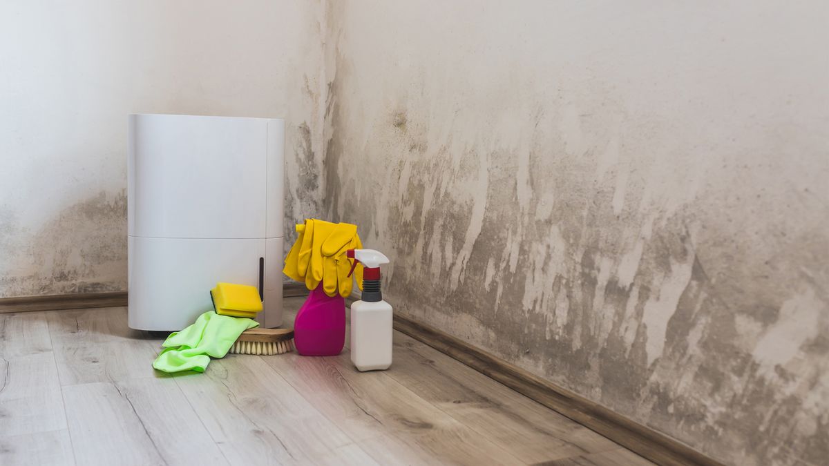 Black mold in the corner of room wall, dehumidifier and spray bottle with mildew removal products.